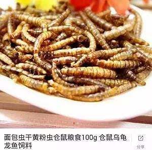 龍魚是否可以吃面包蟲干（龍魚可以吃面包蟲干嗎？）