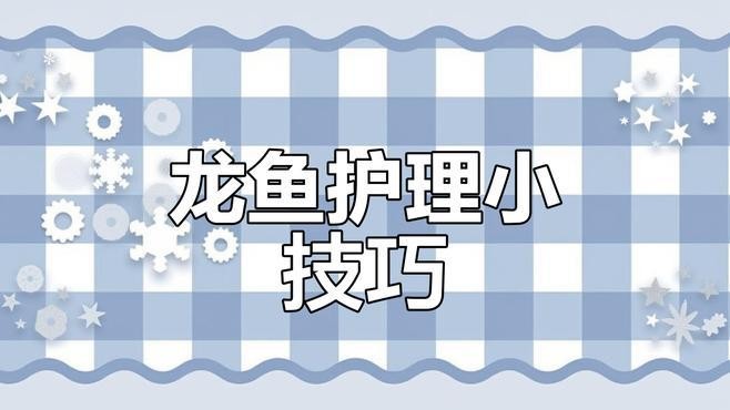 龍魚脫肛手術后如何護理？