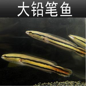恐龍魚vs大鉛筆魚，大鉛筆魚與恐龍魚的區別