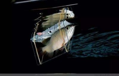 龍魚夾板用什么制作：龍魚夾板用什么制作材料和方法詳細解答龍魚夾板的制作方法 龍魚夾板用什么制作：龍魚夾板用什么制作材料和方法詳細解答龍魚夾板的制作方法 龍魚百科 第3張