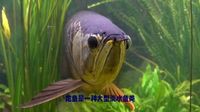 亞洲金龍魚林水龍