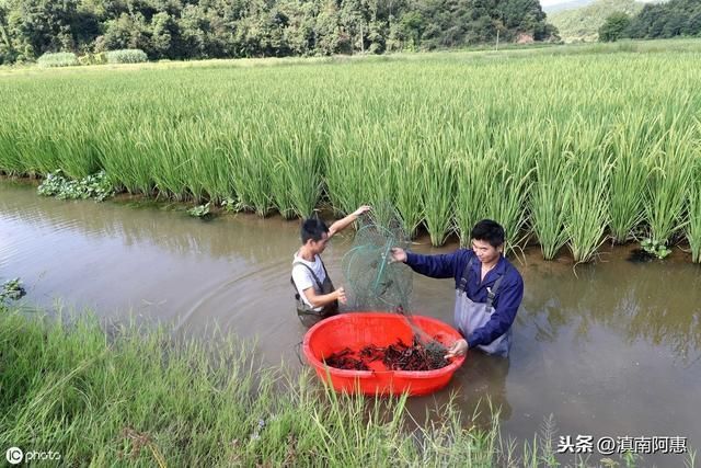 魚頭龍尾紋身圖案大全：小龍蝦可以吃魚食嗎，小龍蝦可以吃魚食的優點和缺點