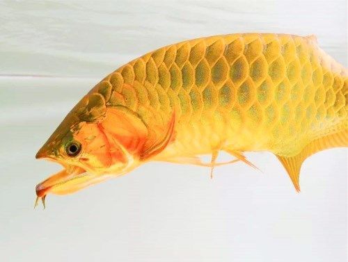 金龍魚吃食反復吐出來：金龍魚吃食后反復吐出食物可能涉及多種原因及其相應的解決方法