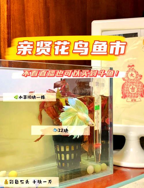 太原龍魚生活館怎么樣啊