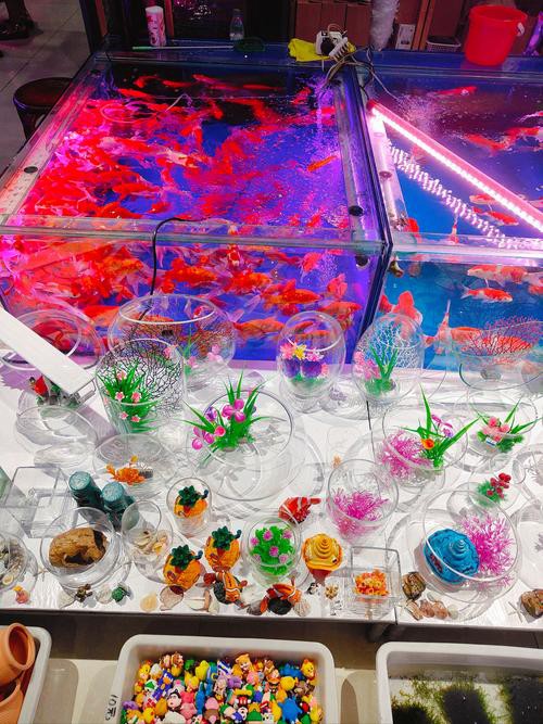 太原龍魚生活館怎么樣啊