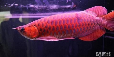 龍魚配什么清潔工比較好看，幾種適合與龍魚混養的清潔工魚