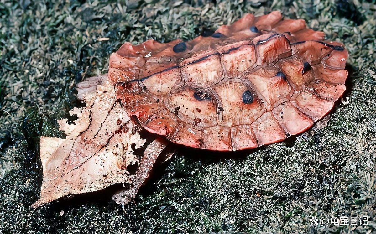 龍魚能和豬鼻龜混養嗎圖片大全