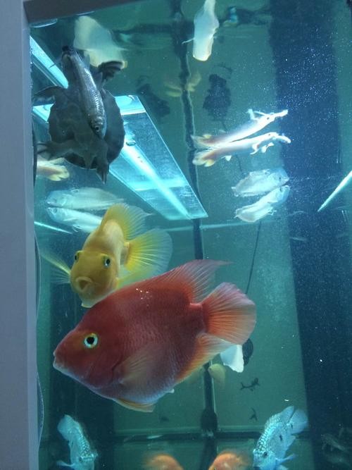 龍魚能和豬鼻龜混養嗎圖片大全