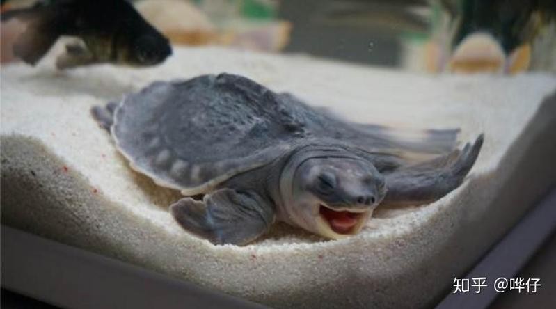 龍魚能和豬鼻龜混養嗎圖片大全