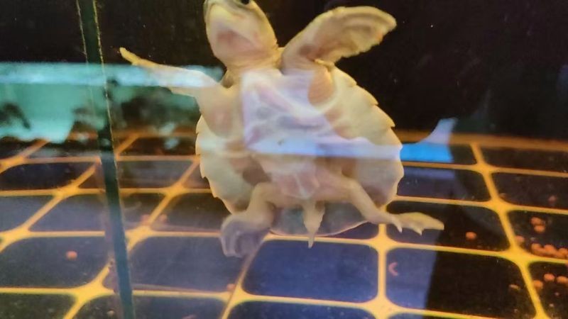 龍魚能和豬鼻龜混養嗎圖片大全