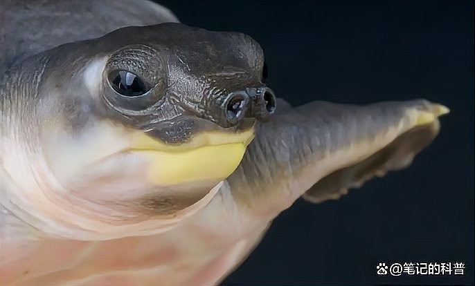 龍魚能和豬鼻龜混養嗎圖片大全
