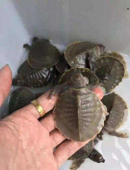 龍魚能和豬鼻龜混養嗎圖片大全