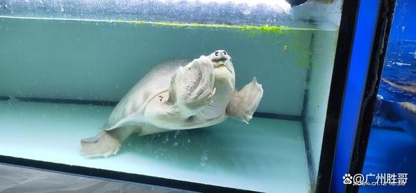 龍魚能和豬鼻龜混養嗎圖片大全