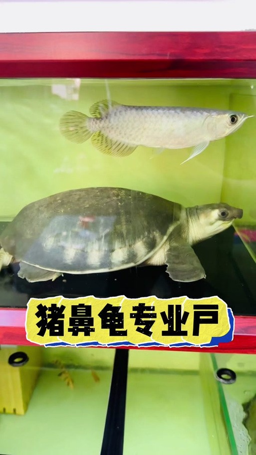 龍魚能和豬鼻龜混養嗎圖片大全