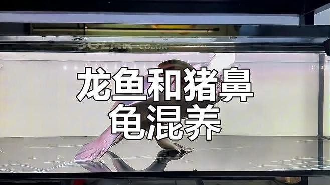 龍魚能和豬鼻龜混養嗎圖片大全