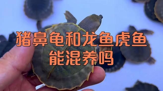 龍魚能和豬鼻龜混養嗎圖片大全