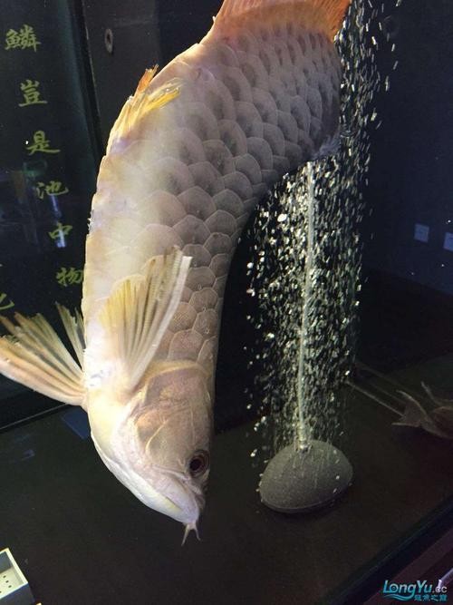 龍魚能和豬鼻龜混養嗎圖片大全