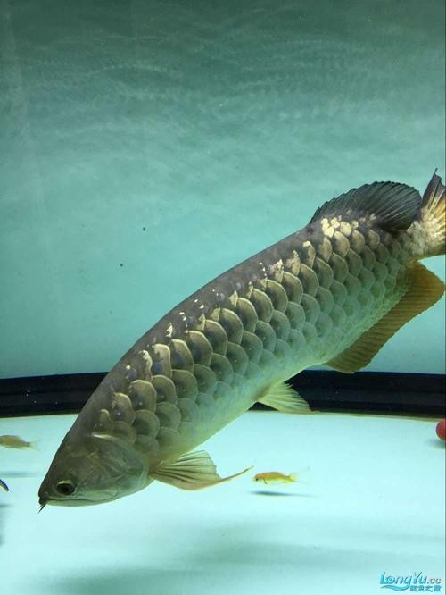 龍魚能和豬鼻龜混養嗎圖片大全