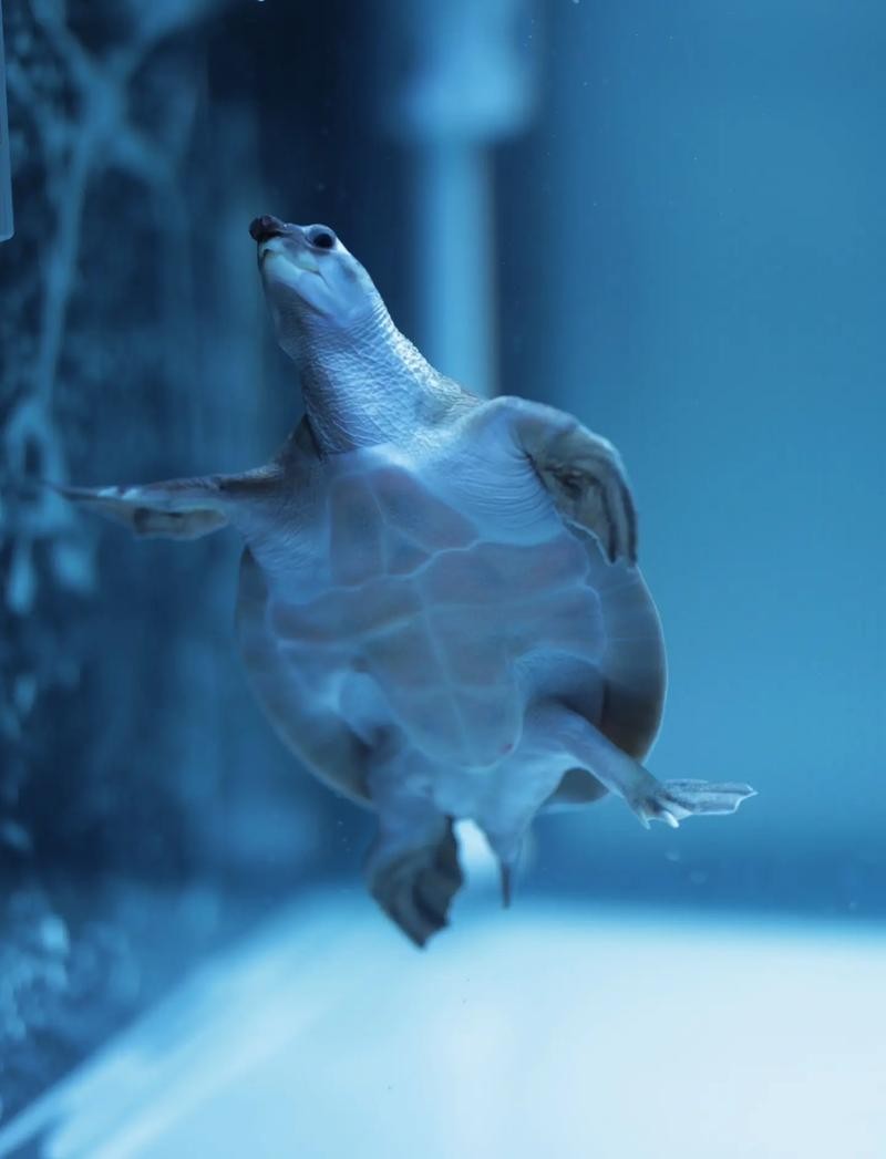 龍魚能和豬鼻龜混養嗎圖片大全