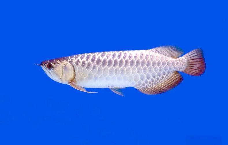 海飛龍魚圖片大全大圖