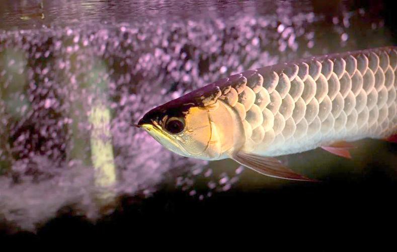 海飛龍魚圖片大全大圖