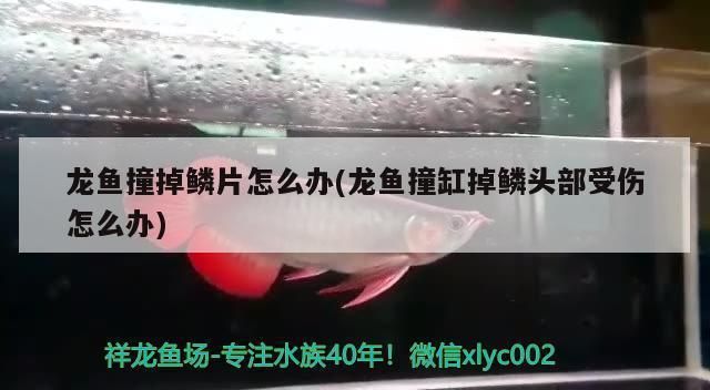 龍魚把食物嚼碎又吐出來：龍魚撞掉鱗片怎么辦