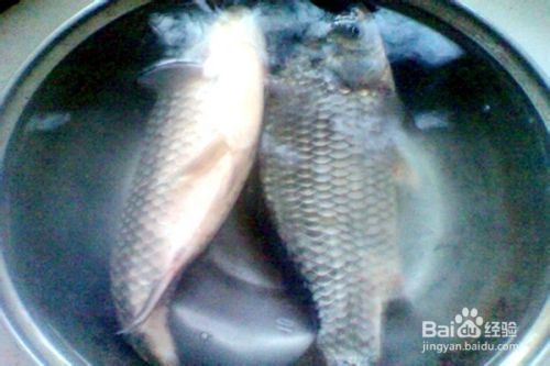 如何挑選健康的小魚小蝦：小魚小蝦挑選技巧有哪些