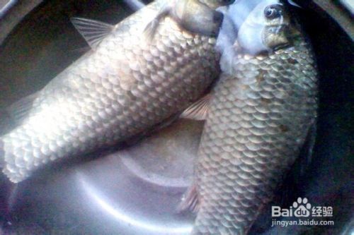 如何挑選健康的小魚小蝦：小魚小蝦挑選技巧有哪些