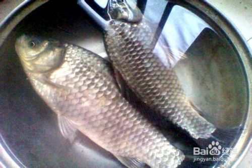 如何挑選健康的小魚小蝦：小魚小蝦挑選技巧有哪些