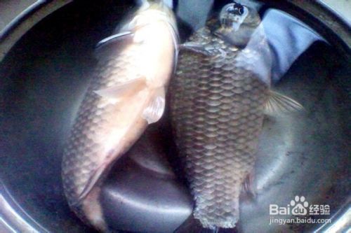 如何挑選健康的小魚小蝦：小魚小蝦挑選技巧有哪些