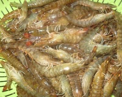 龍魚喂基圍蝦還是河蝦：龍魚喂基圍蝦還是河蝦呢？