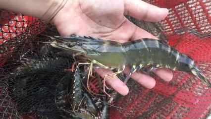 龍魚喂基圍蝦還是河蝦：龍魚喂基圍蝦還是河蝦呢？