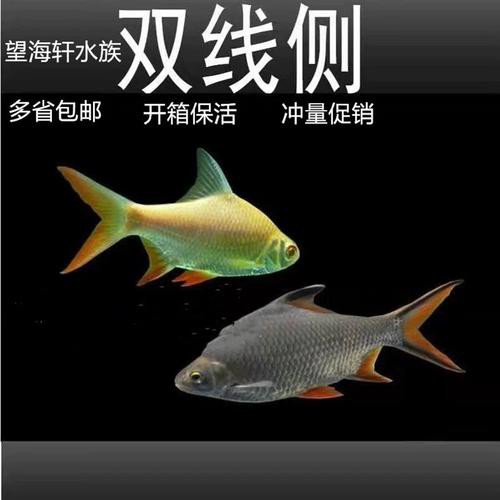 雙線魚(yú)會(huì)咬龍魚(yú)嗎圖片