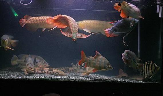 雙線魚(yú)會(huì)咬龍魚(yú)嗎圖片