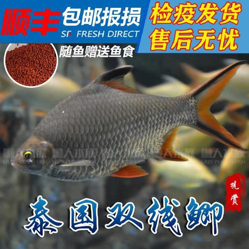 雙線魚(yú)會(huì)咬龍魚(yú)嗎圖片