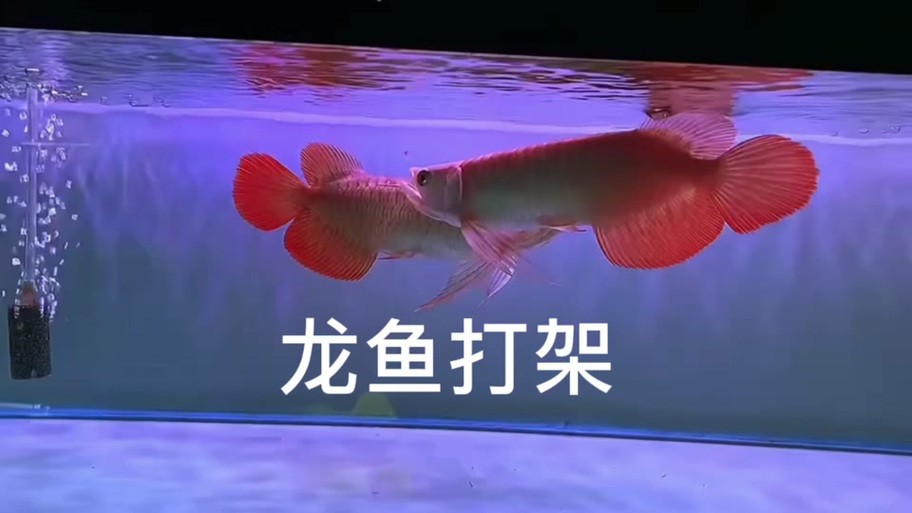 雙線魚(yú)會(huì)咬龍魚(yú)嗎圖片