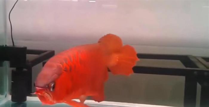 紫焰血紅龍有哪些記錄？