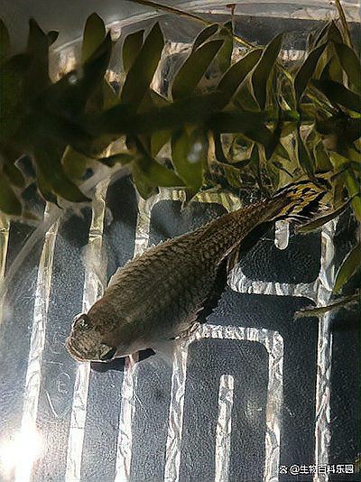 炸鱗的紅龍魚需要禁食嗎？