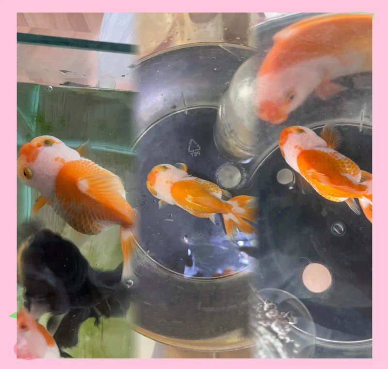 炸鱗的紅龍魚需要禁食嗎？