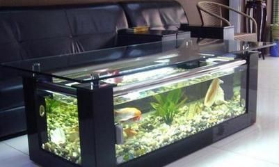 新龍魚入缸多久喂食合適：新龍魚入缸后多久喂食合適