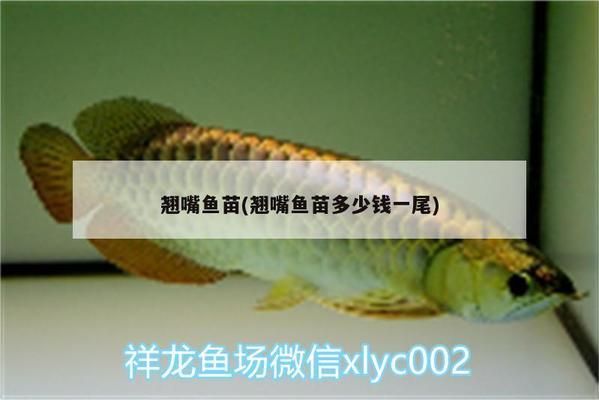 紅龍魚翹嘴是天生的嗎：紅龍魚的翹嘴可能是天生的，