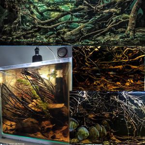 龍魚缸里放沉木好嗎視頻