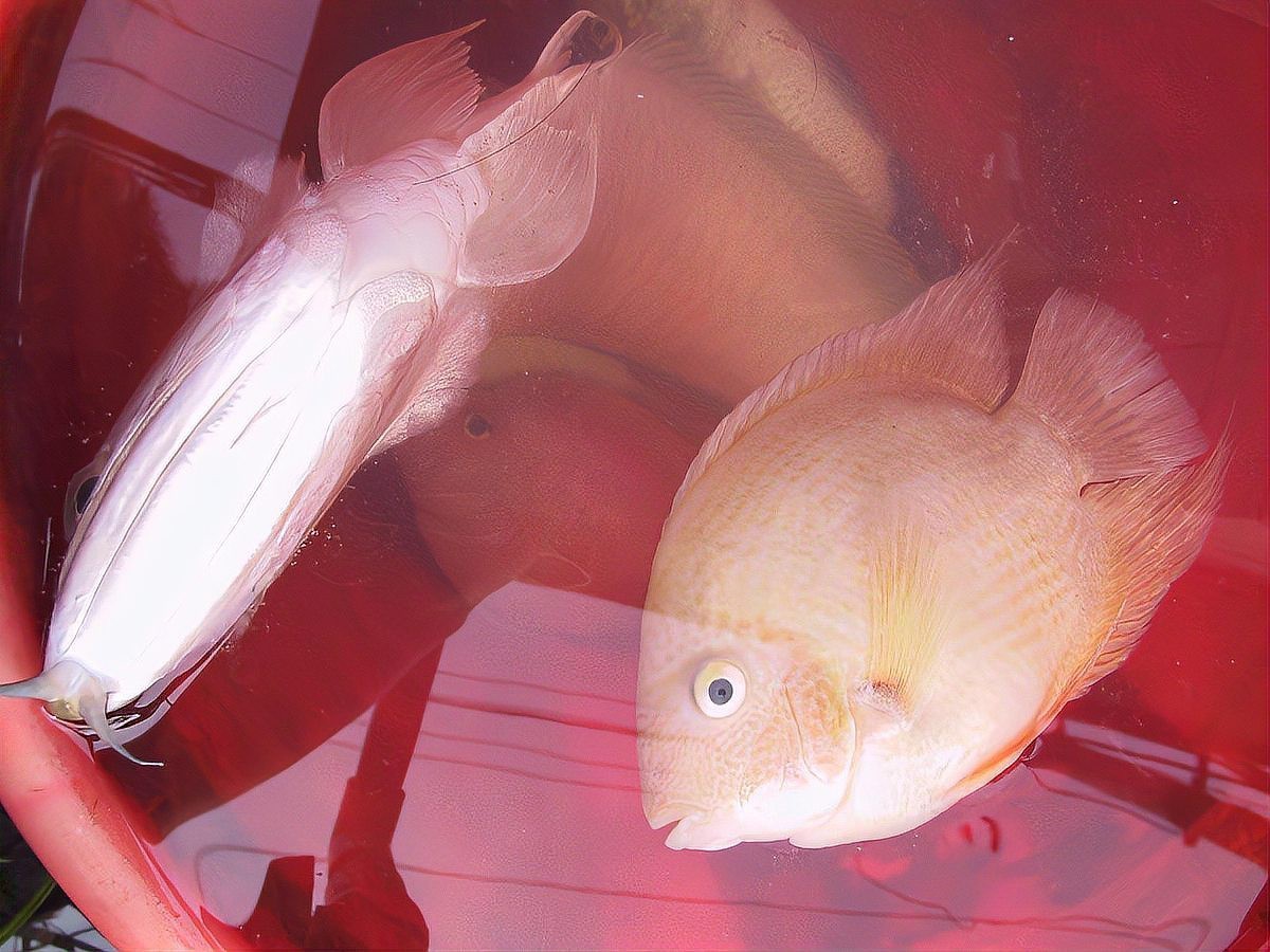 小龍魚最好的溫度