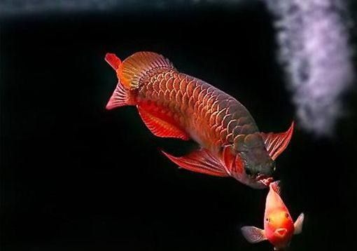 紅龍魚是什么骨（紅龍魚怎么養360問答紅龍魚怎么養360問答）