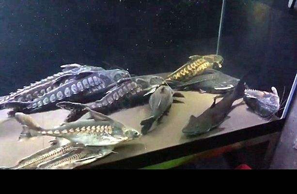 鐵甲武士魚混養注意事項：鐵甲武士魚混養環境布置技巧鐵甲武士魚混養環境布置技巧