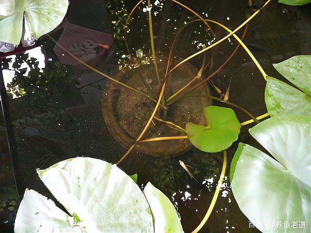 過背金龍魚混養(yǎng)的最佳伴侶有哪些？