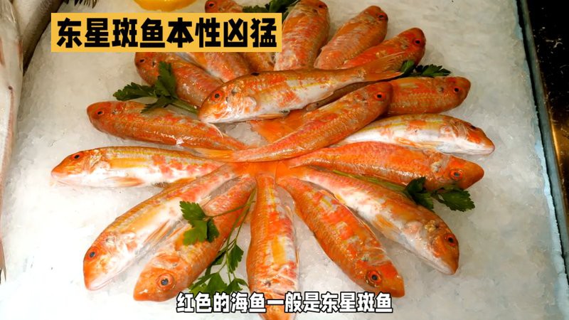 過背金龍魚混養(yǎng)的最佳伴侶有哪些？
