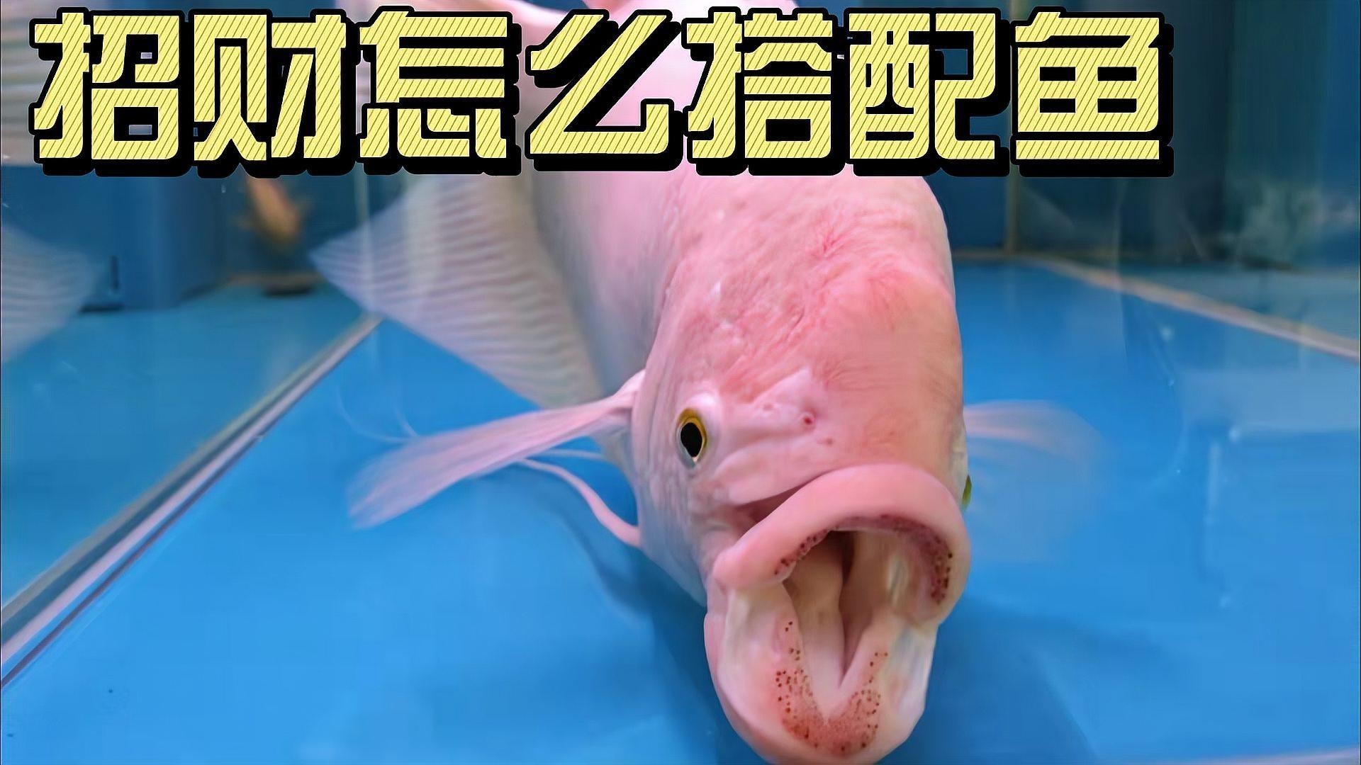 過背金龍魚混養(yǎng)的最佳伴侶有哪些？