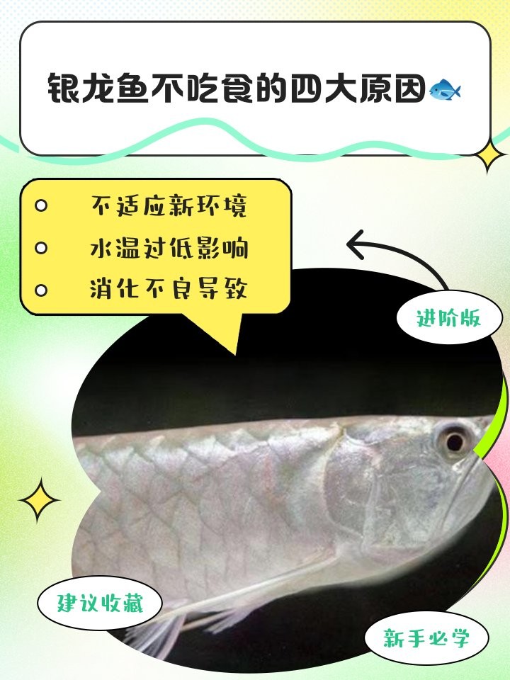 銀龍魚怎么不吃小魚 銀龍魚怎么不吃小魚 龍魚百科 第3張