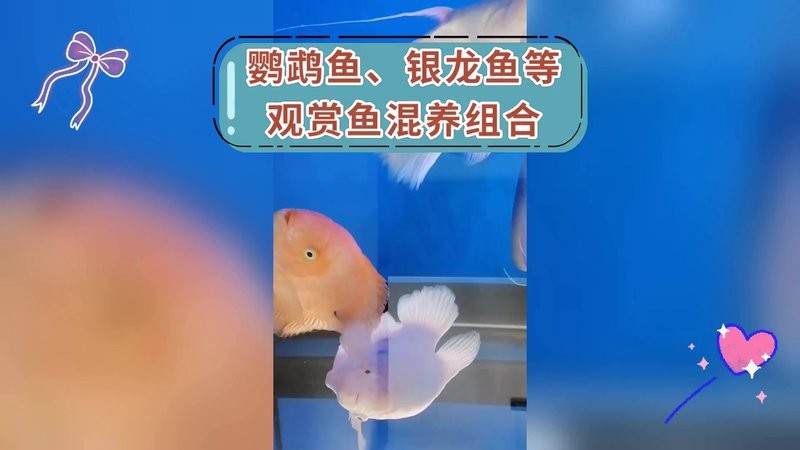 銀龍魚可以和發(fā)財魚混養(yǎng)嗎圖片